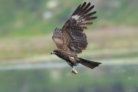 Black kite A