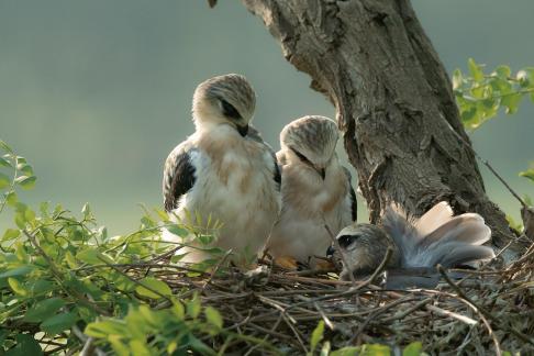 black winged kite cub C