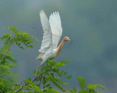 cattle egret B