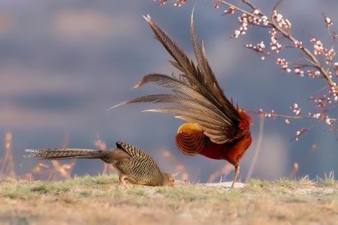 Courtship E