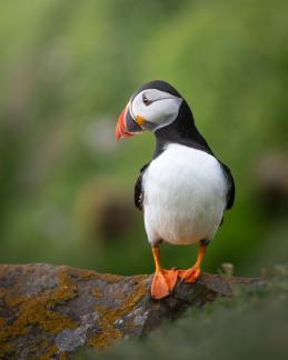 Puffin perfect