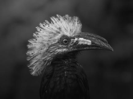 Western Long-Tailed Hornbill