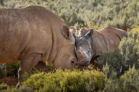 Mother and calf