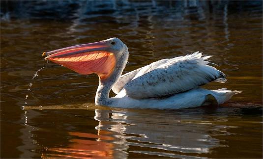 Dalmatian Pelican