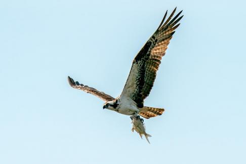 Osprey and a Fish 2