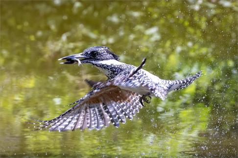 Water Kingfisher