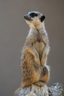 Suricate a Upie 2