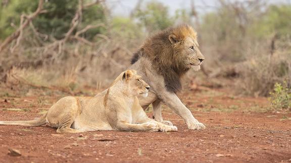 Leones preparados para atacar