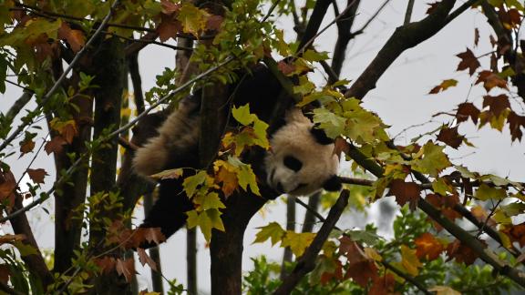 Panda behind leaves