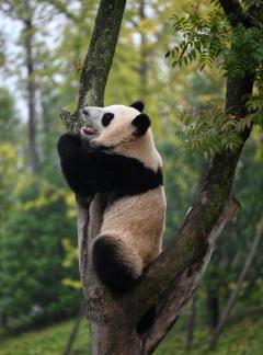 Panda showing teeth