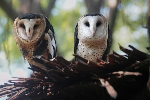 Chestnut owl