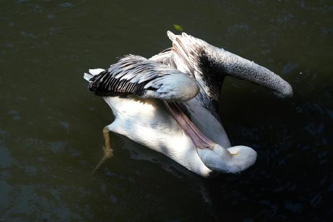 Pelicans grooming their feathers