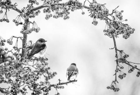 Eastern Blue Bird 3