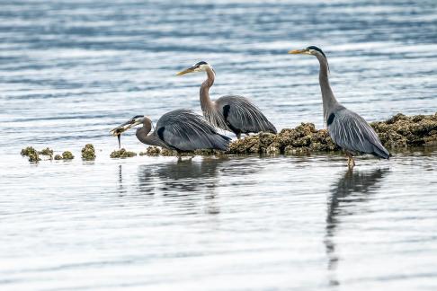 Blue Herons looking for food