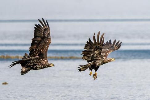 Juvenile Bald Eagles chasing for fo