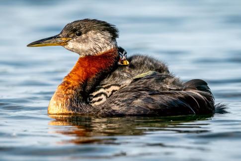 Red-necked grebe Babies 31