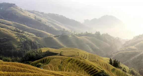 Rice Terrace 4