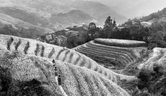 Three Ladies in Rice Terrace