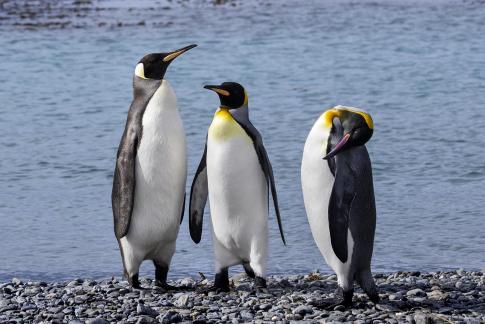 Cute King Penguins