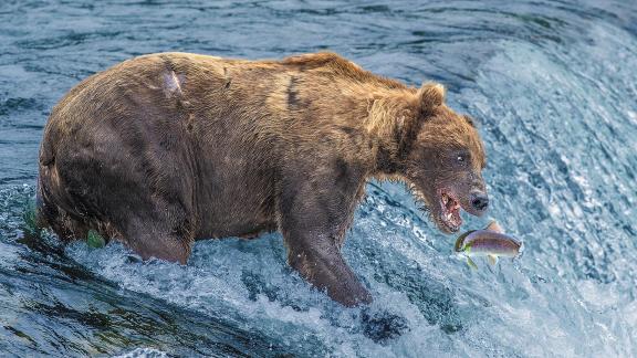 Brown Bear 6 Alaska