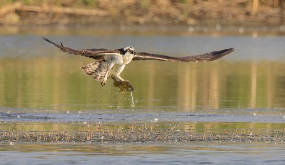 Osprey picked up fish 19