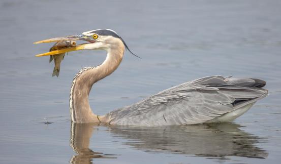 Blue Heron with catch 96