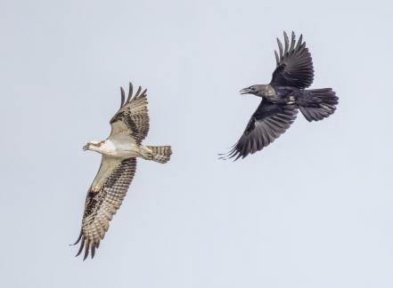 Crow chasing away Osprey