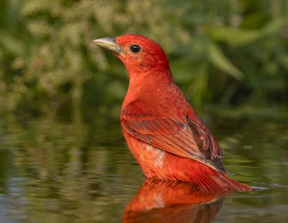 Summer Tanager 54