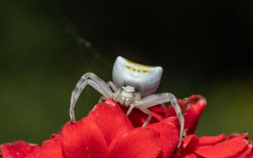 SPIDER ON RED FLOWER 24 JUNE