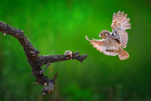 Owl catches rat