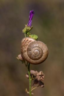 SNAIL SHELL