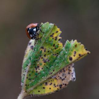 LADYBUG AND APHIDS