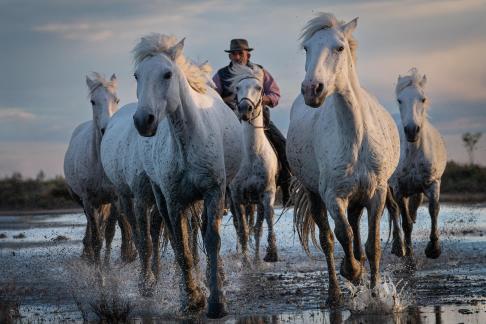 Gallop in the marsh 1