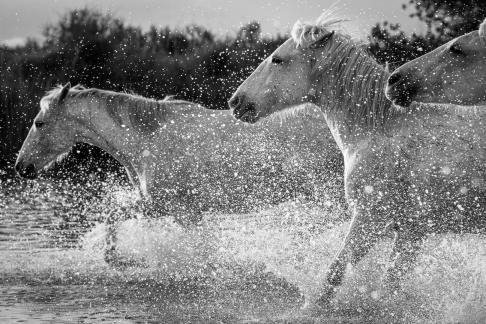 Horses in movement 1