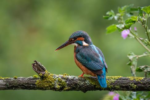 Kingfisher on branch 1