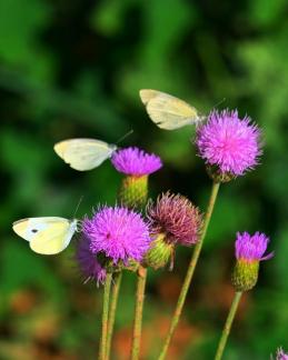 Three butterfly diagram