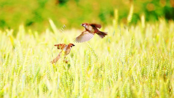 Wheat cooked sparrow happy