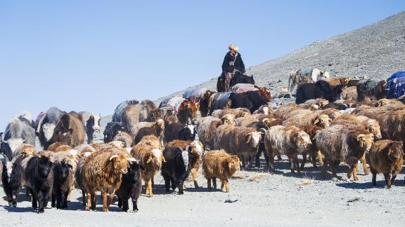 Mixed Herd Migration Mng 01