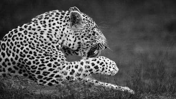 Leopard Foot Bath