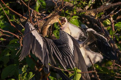 Anhinga Feeding Chick