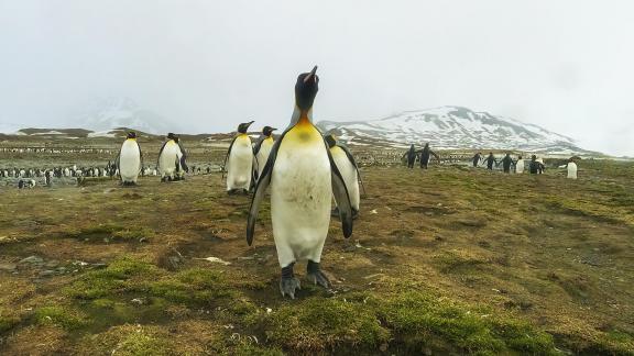 Curious King Penguin Approaching