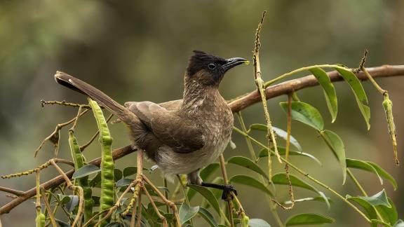 Bulbul w Snack 01