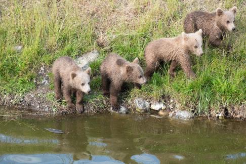 Four Brown Bear cubs