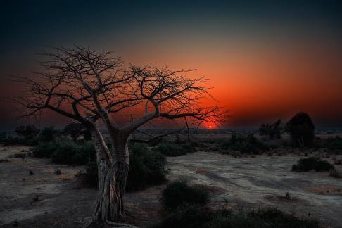 Baobab sunrise