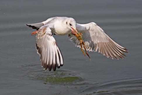 Greedy Seagull