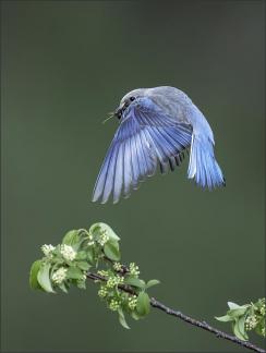 Blue Bird with Dragonfly