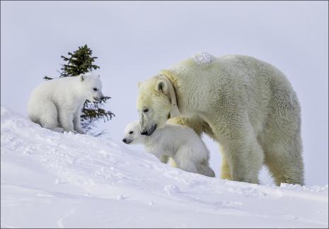 Polar Bear with Cub 23