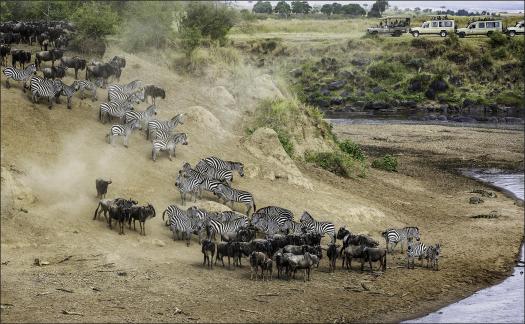 Wildebeest Crossing 39