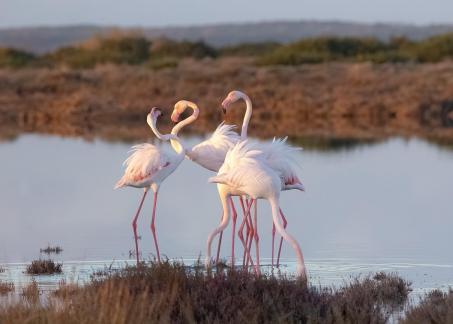 Flamingo Gathering