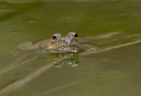 Frogs Plunge